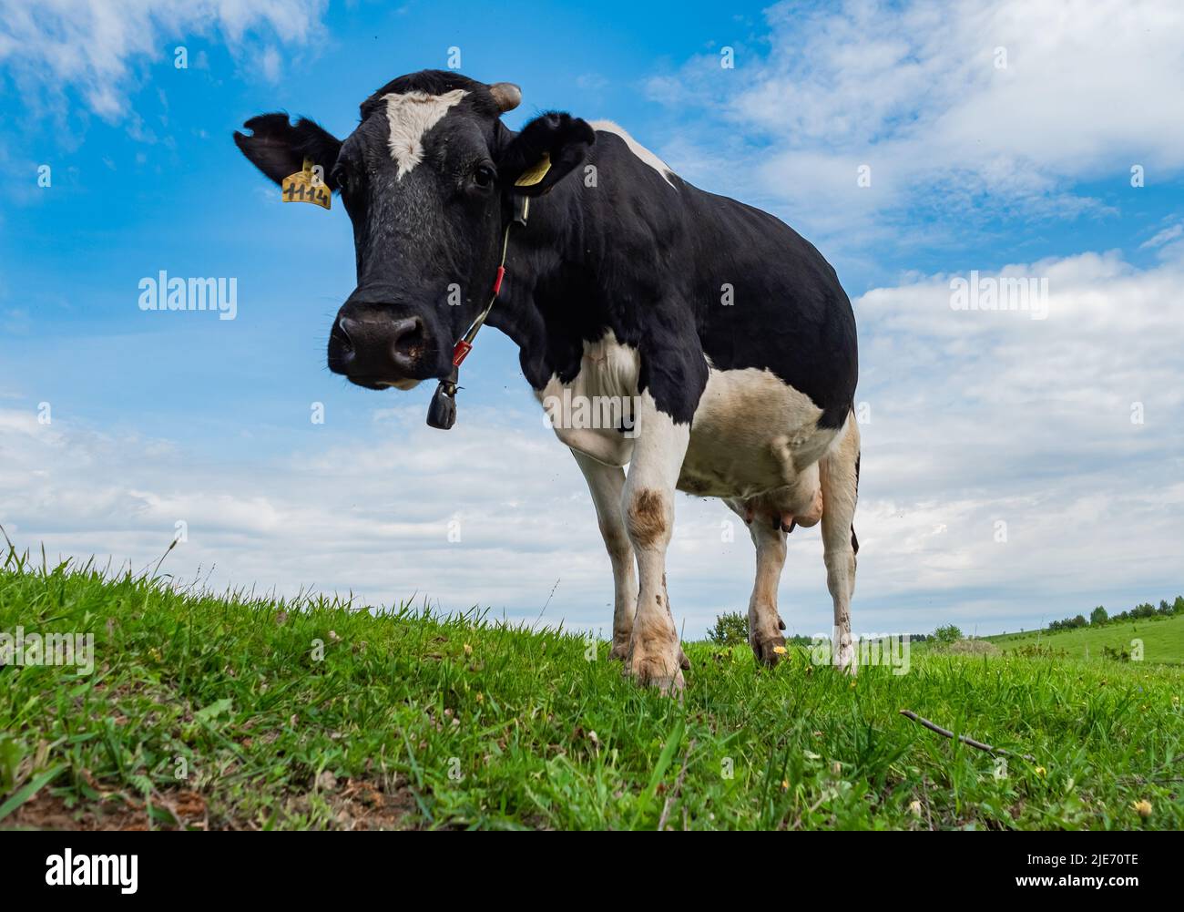A cow grazes in a green meadow. Rural composition. Black and white ...