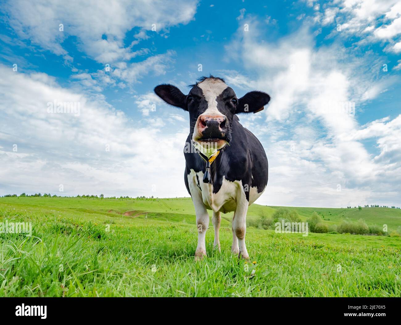 A cow grazes in a green meadow. Rural composition. Black and white ...