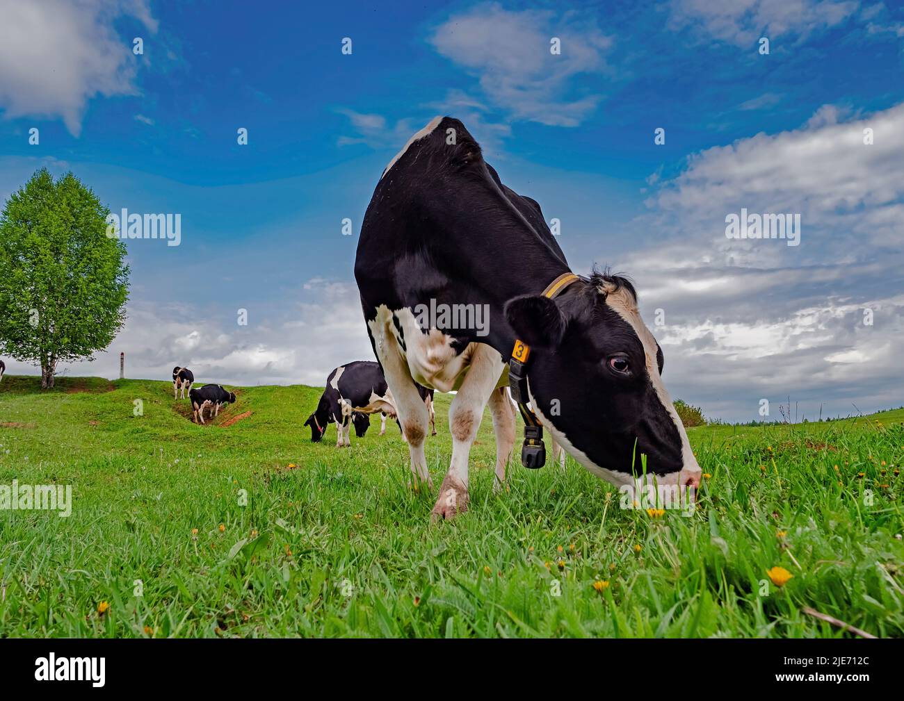 Cows graze in a green meadow. Rural composition. Black and white ...