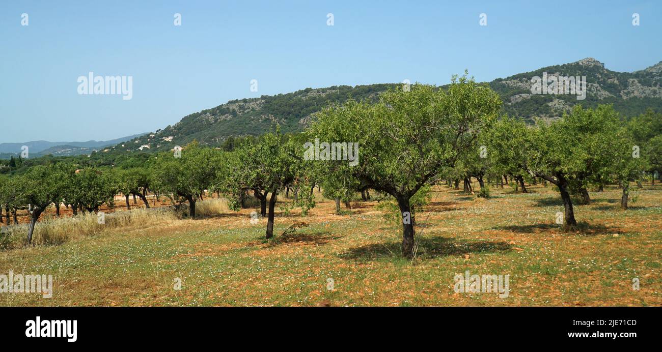 Olive trees and mountains Mallorca Spain Stock Photo