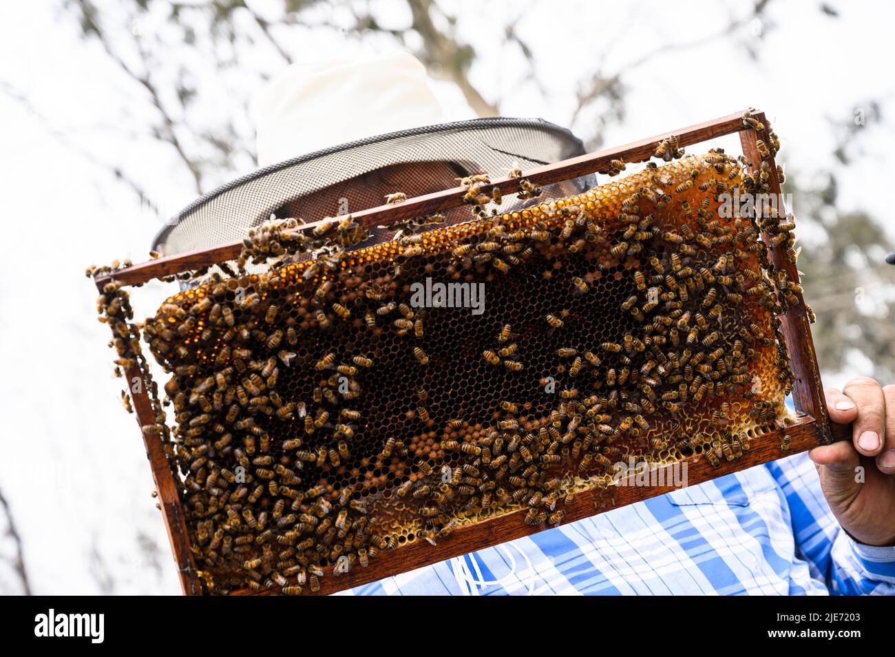 A beekeeper holds a frame with bees. Honey production. Apiary in nature. Natural food. bees on honeycomb Stock Photo