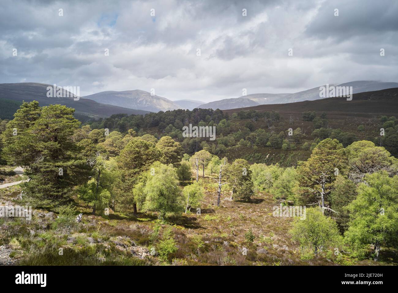 Woodland regeneration on Mar Lodge Estate near Braemar. Cairngomes National Park Scotland Stock Photo
