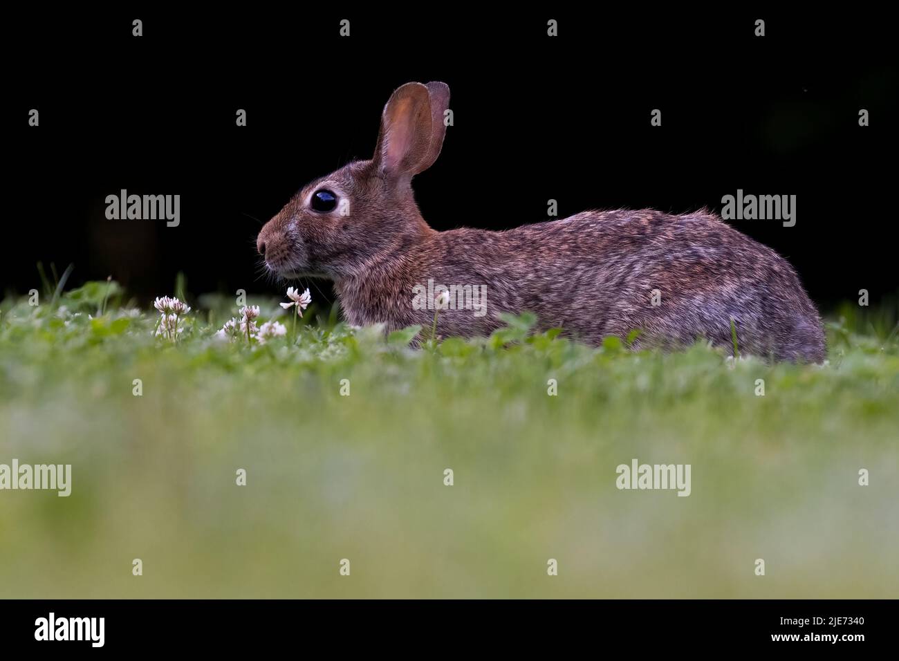 eastern cottontail (Sylvilagus floridanus) in spring Stock Photo Alamy