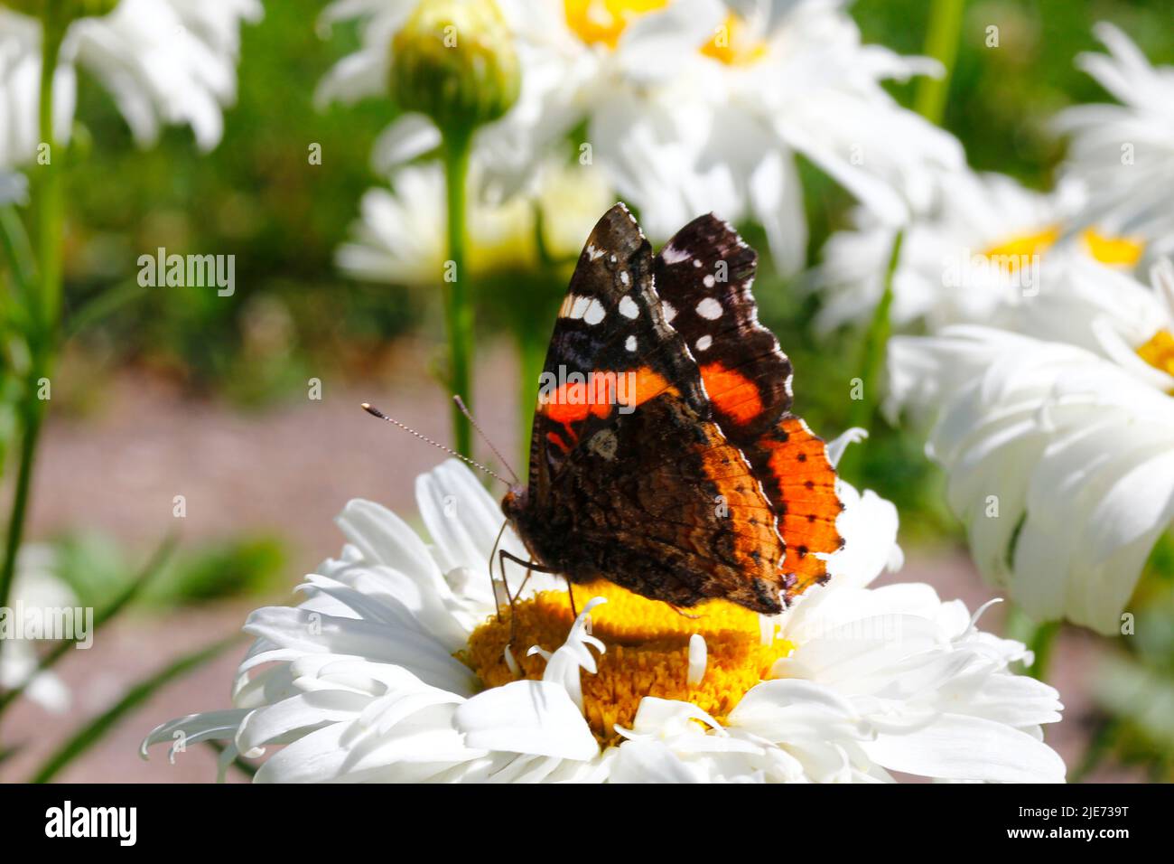 Red Admiral Butterfly (Vanessa atalanta) on a white daisy flower Stock Photo