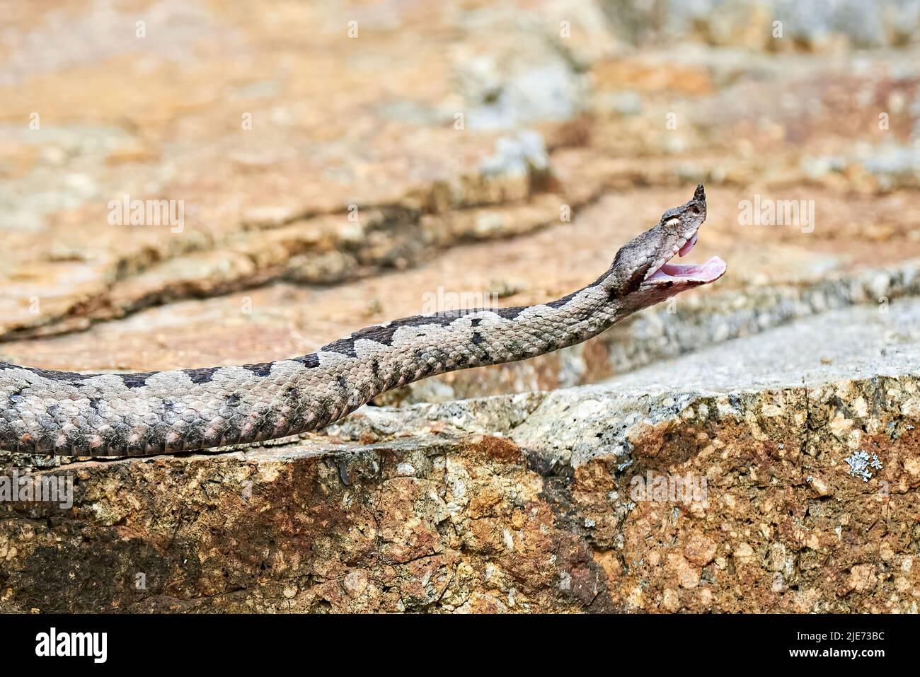 Nose-Horned Viper male with open mouth preparing to strike (Vipera  ammodytes Stock Photo - Alamy