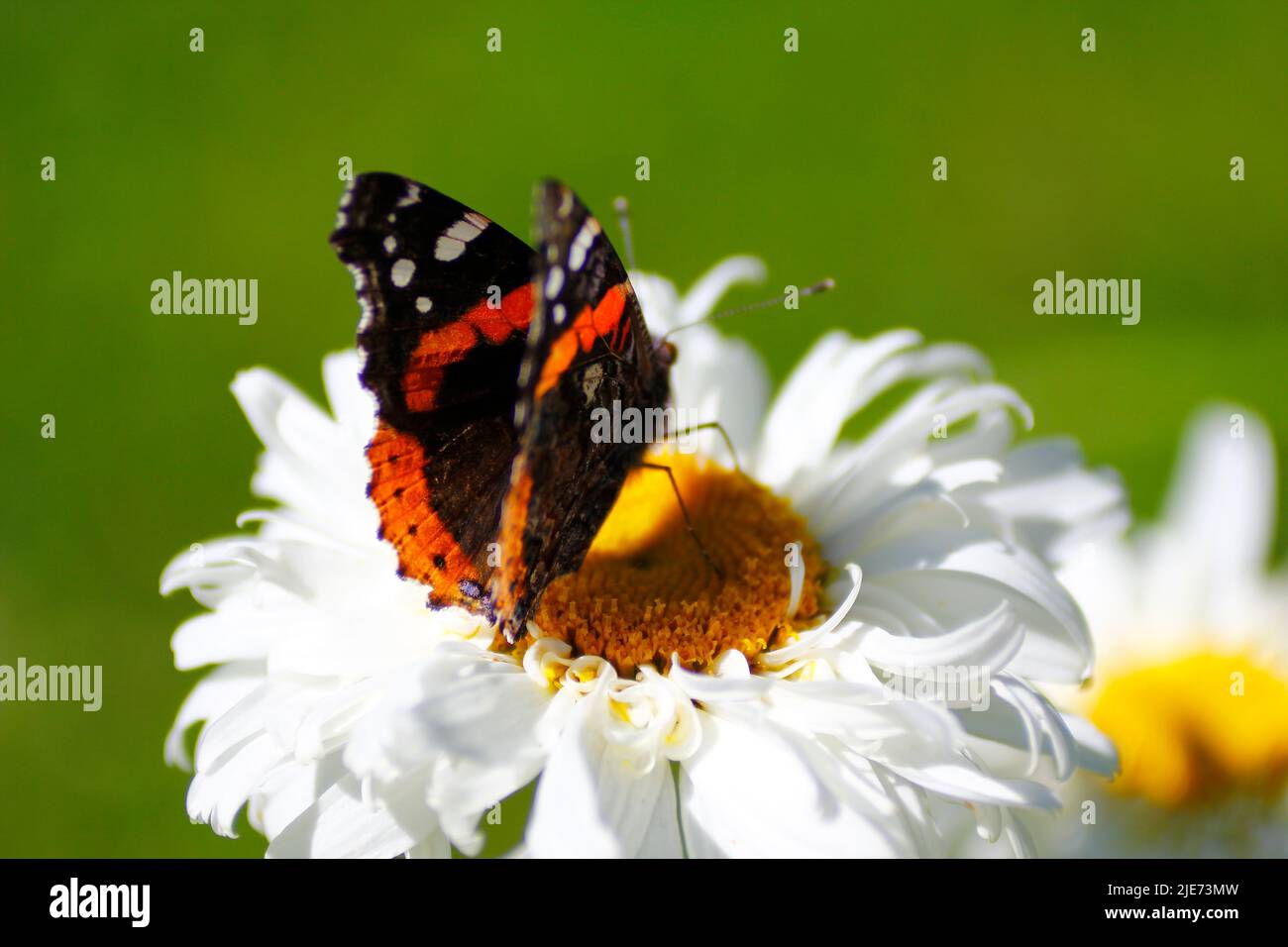 Red Admiral Butterfly (Vanessa atalanta) on a white daisy flower Stock Photo