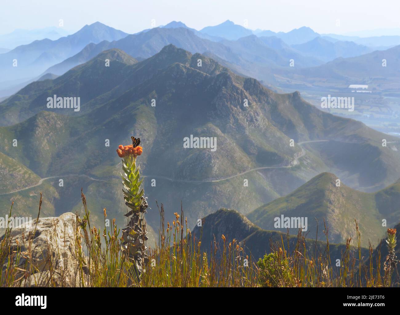 Butterfly on Flower, Outeniqua Mountain Range, South Africa Stock Photo