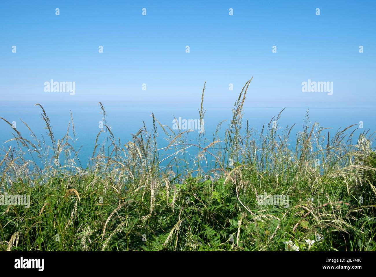 Grasses grass seed seeds seeded close up on Wales Coast Path blue sea