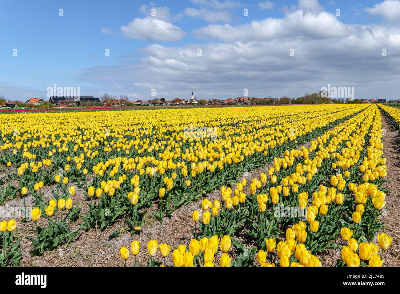 View over the beautiful tulip fields on the island of Texel, Netherlands Stock Photo