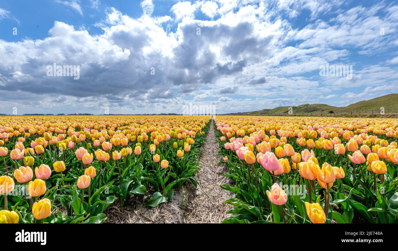 View over the beautiful tulip fields on the island of Texel, Netherlands Stock Photo