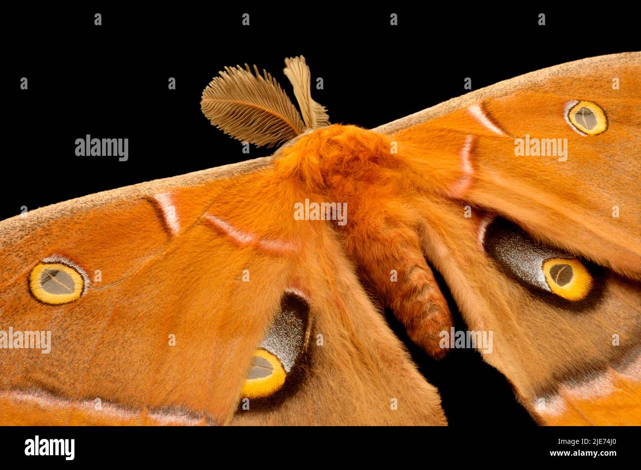 The feathery antennae of the male Antheraea Polyphemus Moth help it detect the scent of females. The eyespots mimic those of an owl to deter predators Stock Photo