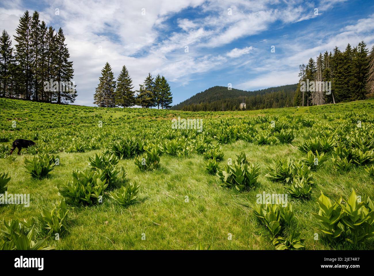 A bright green meadow covered with mountain vegetation on a hillside, against the backdrop of evergreen tall thorny fir trees and a cloudy blue sunles Stock Photo