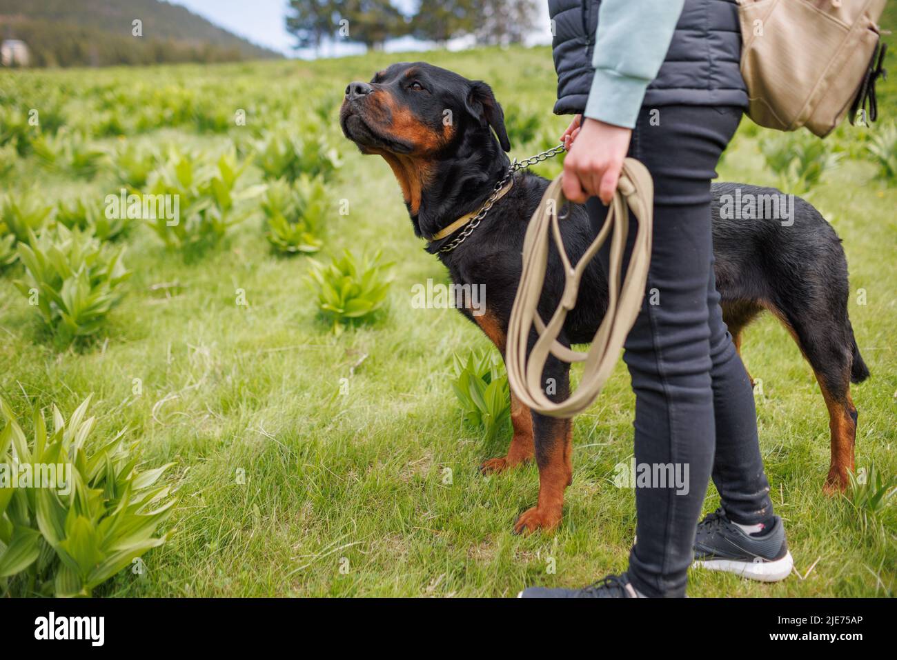 Close-up of black pedigreed educated dog friend of Rottweiler breed with a metal collar and a long leash in his hands stands near his unknown young mi Stock Photo