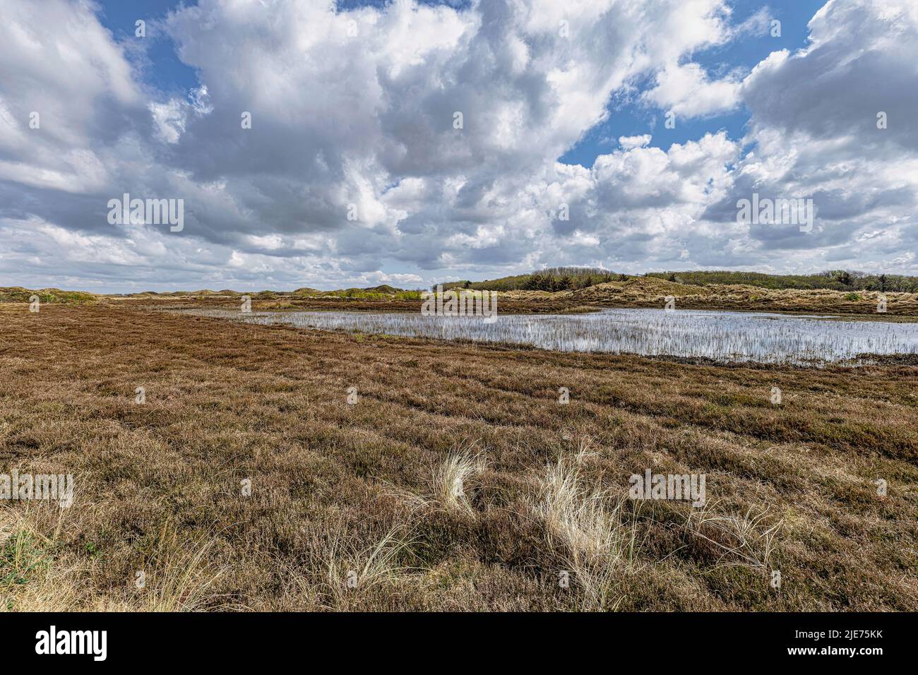 View on a dune landscape, national park The Slufter on the island of Texel, Netherlands Stock Photo
