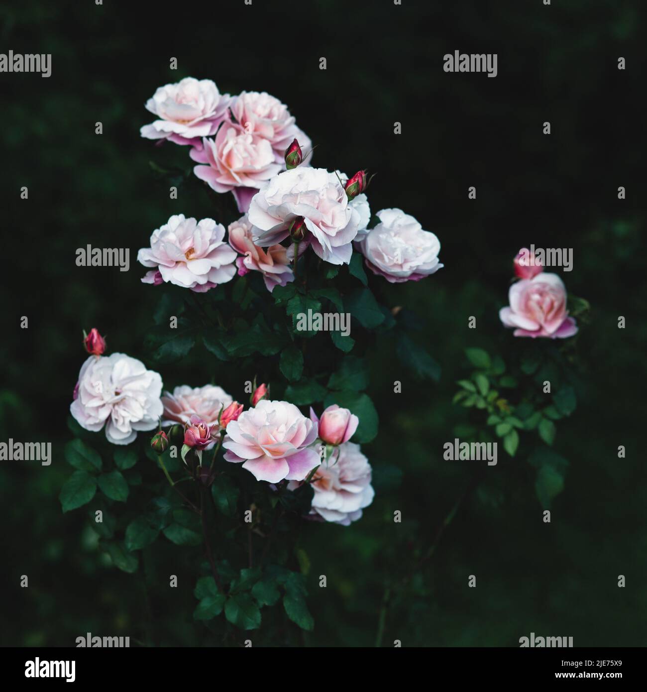 Low key roses hi-res stock photography and images - Alamy