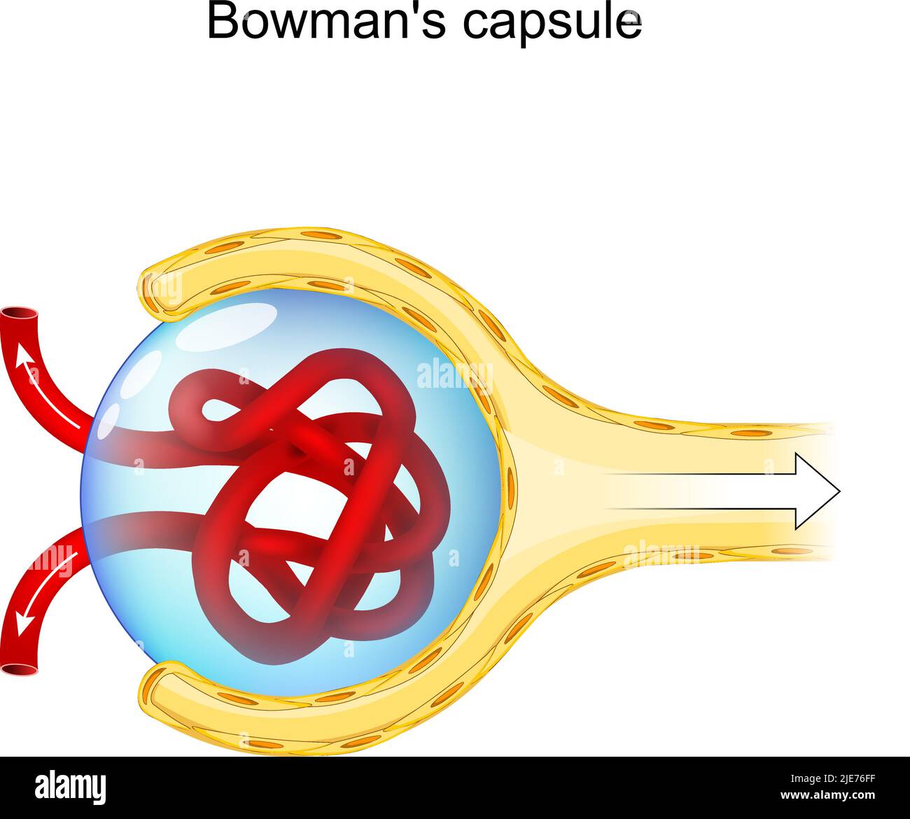 Bowman's Capsule Structure. renal corpuscle that performs the filtration of blood to form urine. Human nephron, anatomy. Glomerulus (red blood vessels Stock Vector