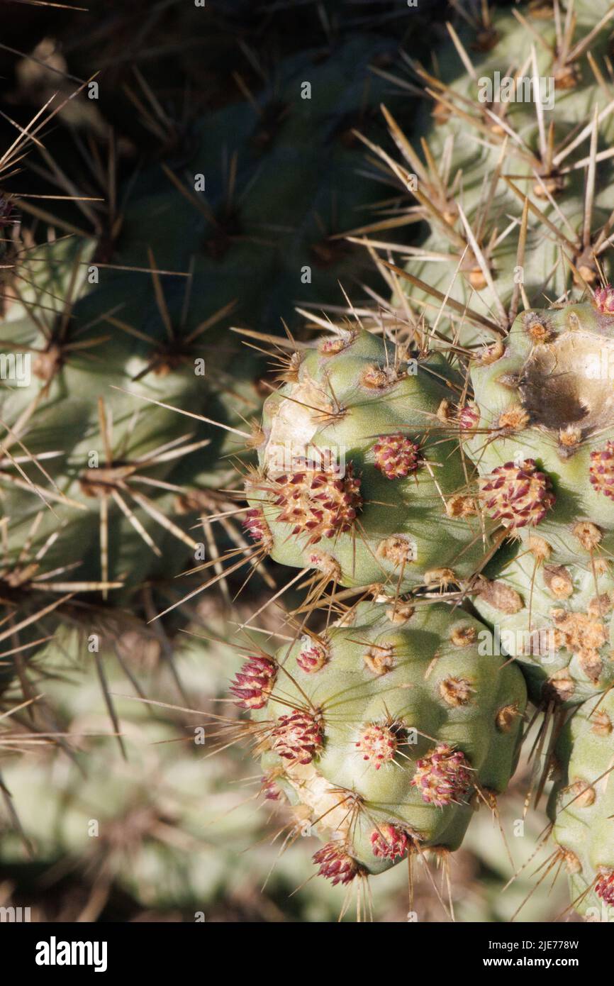 Small ephemeral fleshy red linear leaves alongside persistent spines of Cylindropuntia Prolifera, Cactaceae, shrub in San Diego County, Winter. Stock Photo