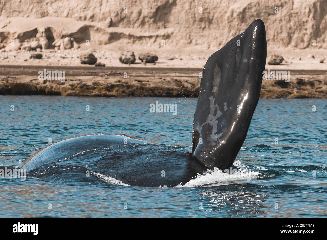 Southern right Whale, Peninsula Valdes, Unesco World Heritage Site, Patagonia, Argentina. Stock Photo