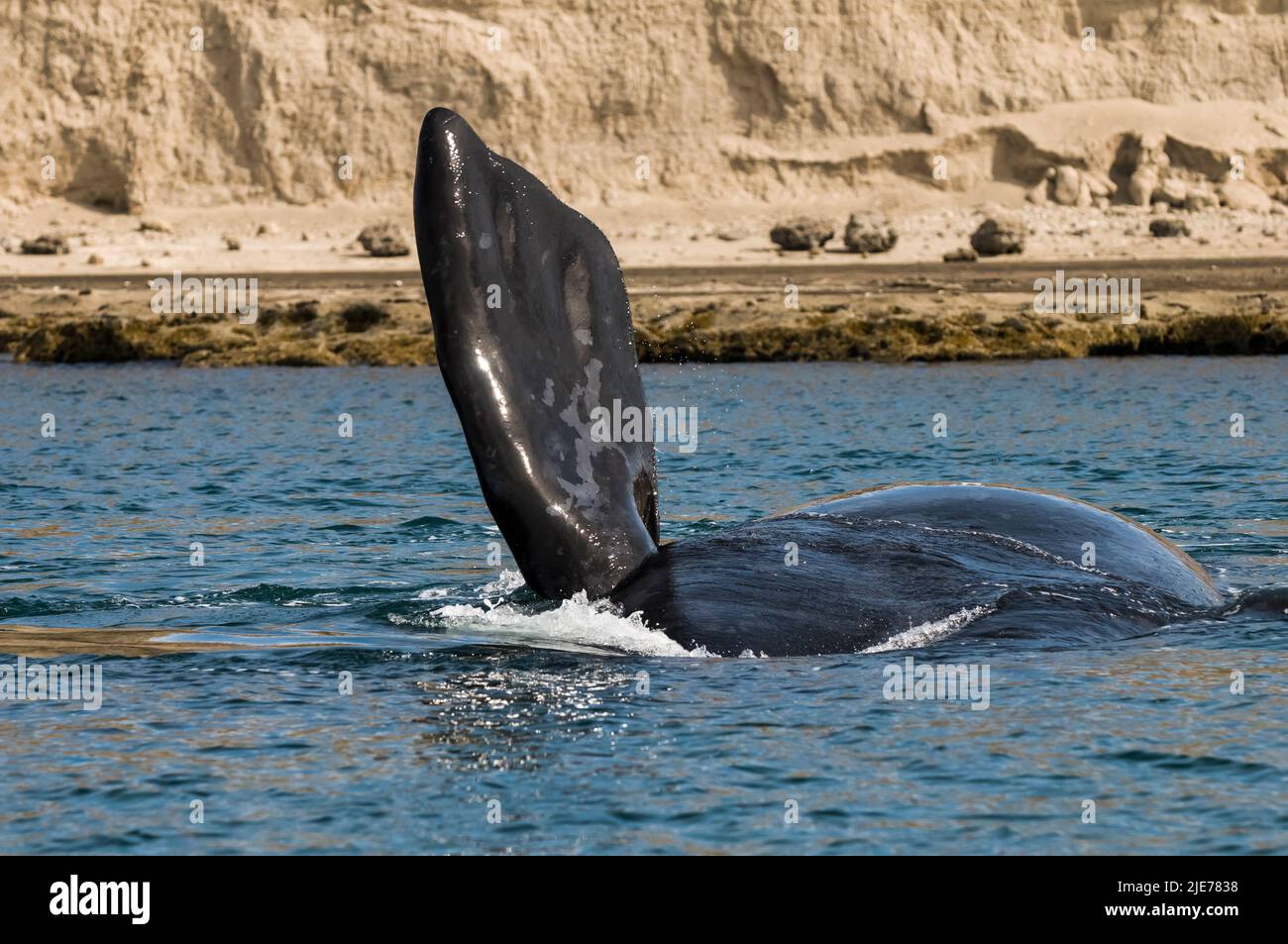 Southern right Whale, Peninsula Valdes, Unesco World Heritage Site, Patagonia, Argentina. Stock Photo