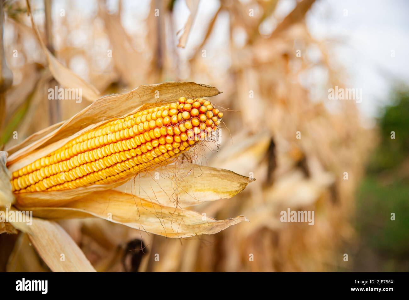 Growing corn on a farm. Closeup of dry yellow corn cobs ready to be