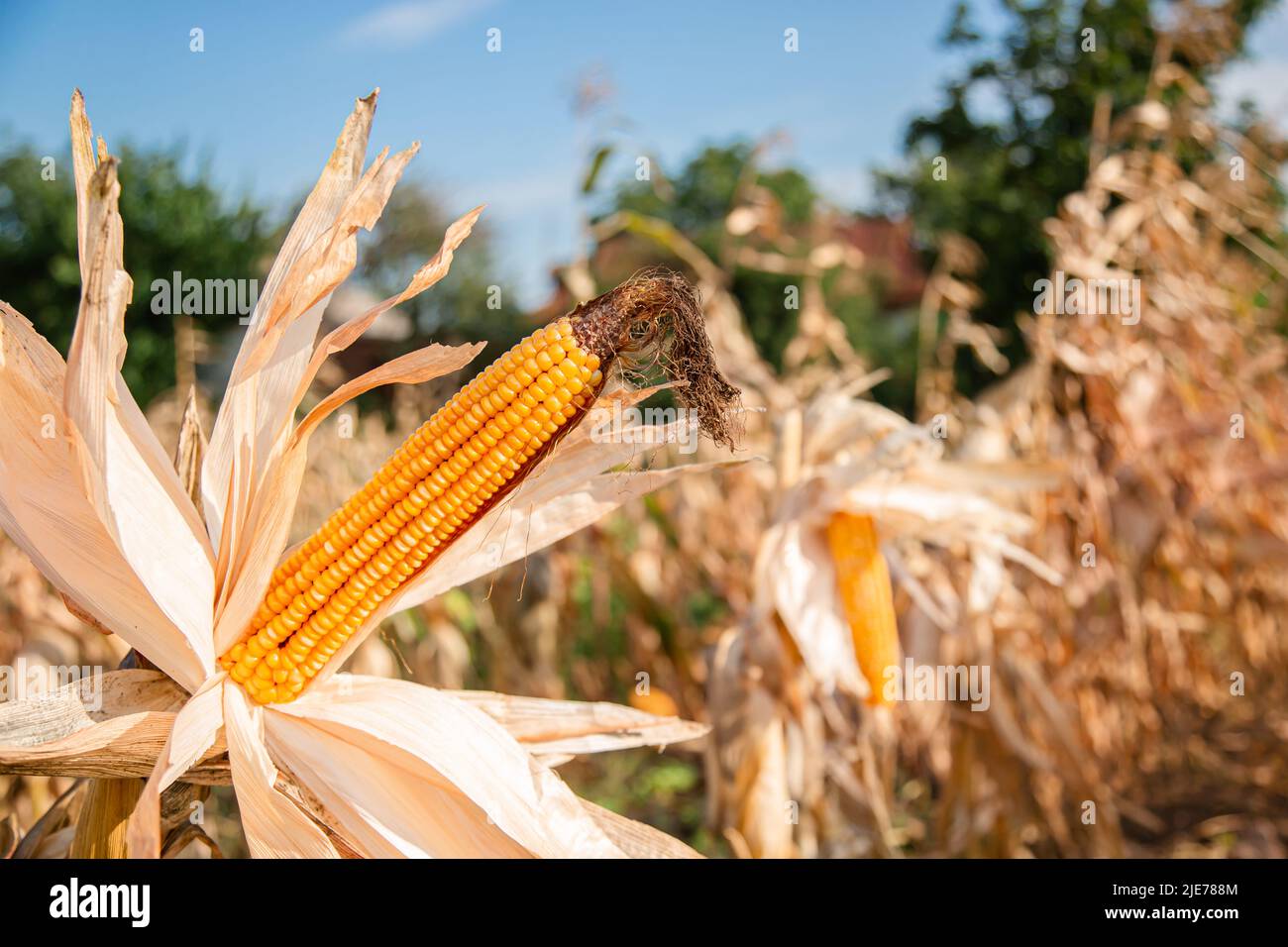 Growing corn on a farm. Closeup of dry yellow corn cobs ready to be