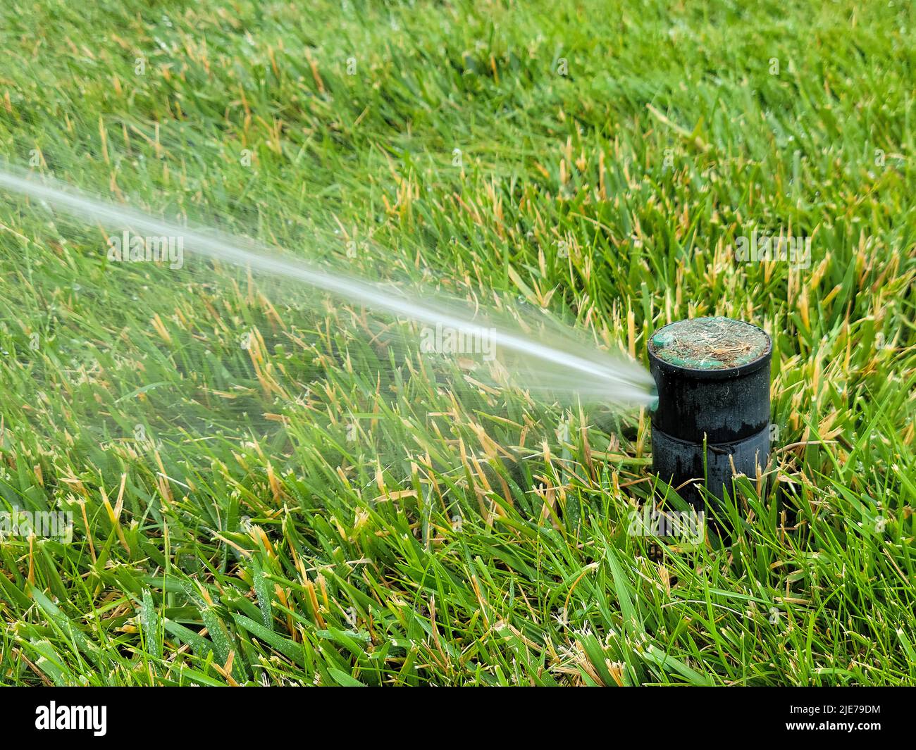 Close up of underground sprinkler head in green grass with water spray Stock Photo