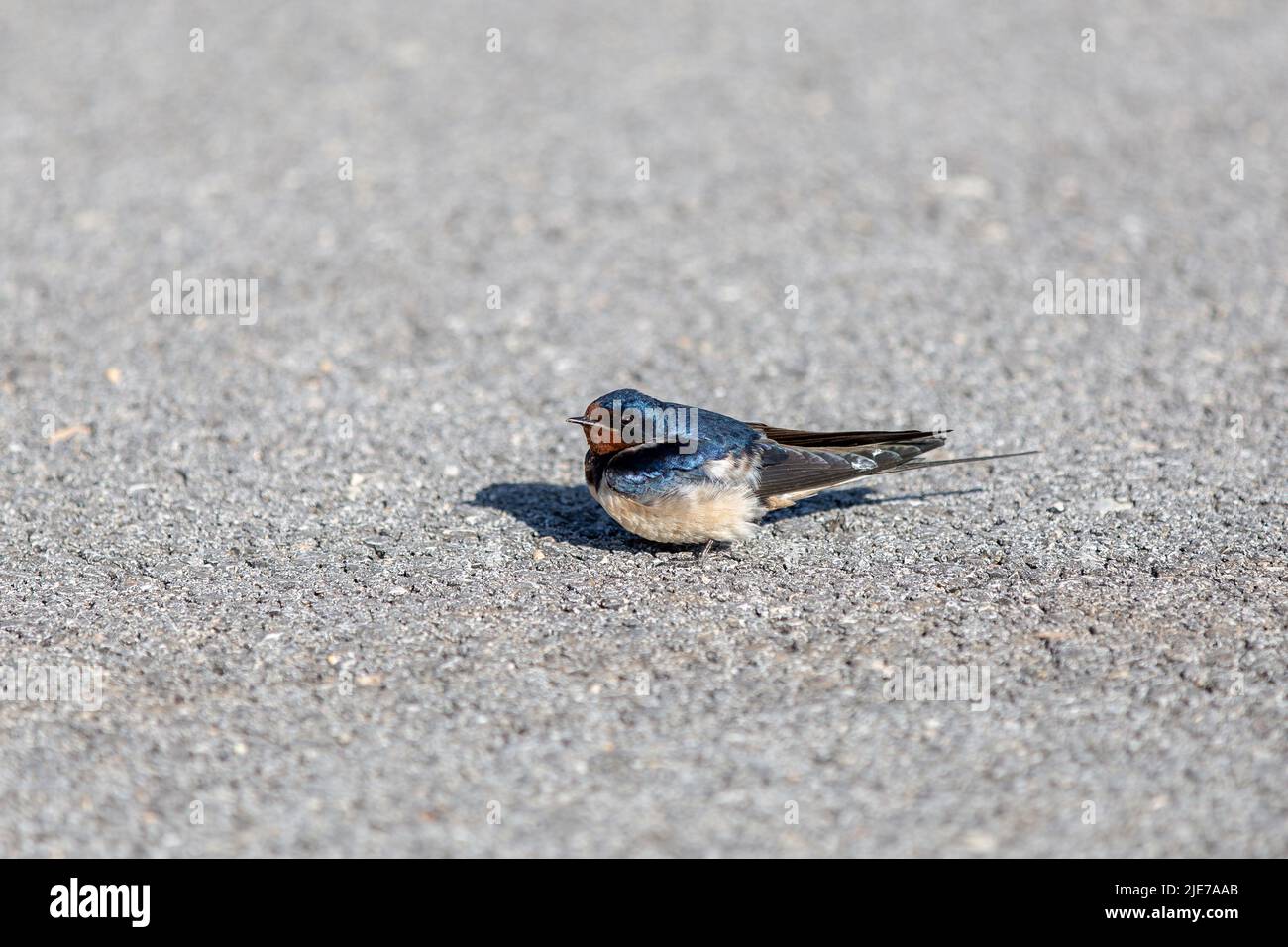 Swift bird nest house hires stock photography and images Alamy