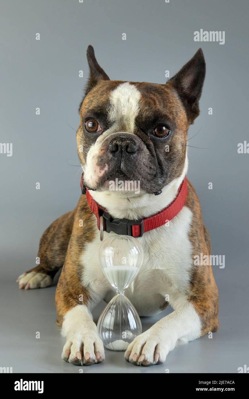 Funny Boston Terrier With An Hourglass In Its Paws As A Symbol Of The Funny boston terrier with an hourglass in its paws as a symbol of the