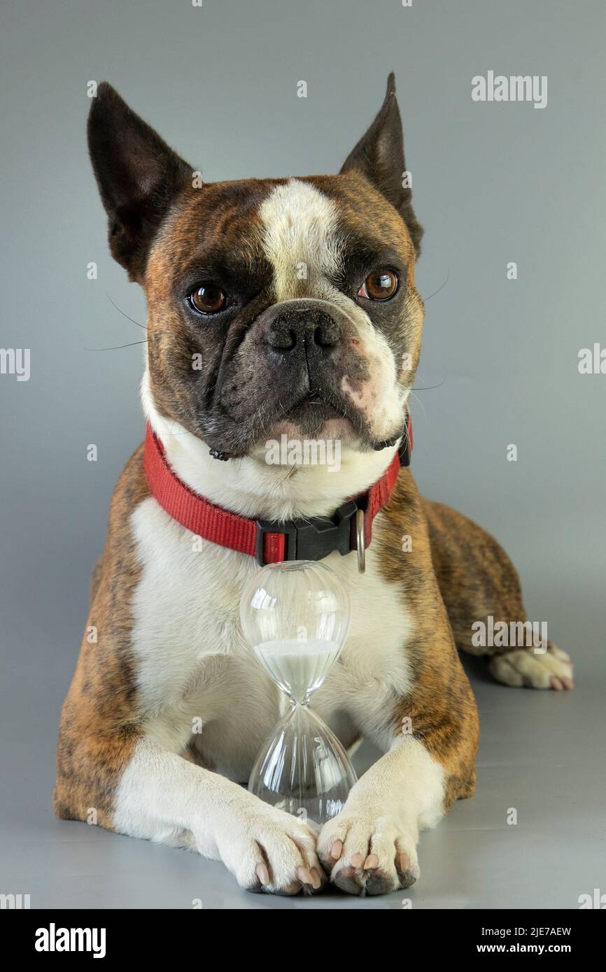 Funny Boston Terrier With An Hourglass In Its Paws As A Symbol Of The Funny boston terrier with an hourglass in its paws as a symbol of the