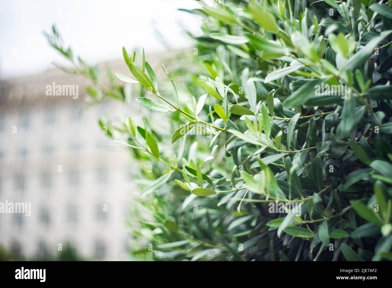 Olive tree on freedom Square in Tbilisi, capital city of Stock