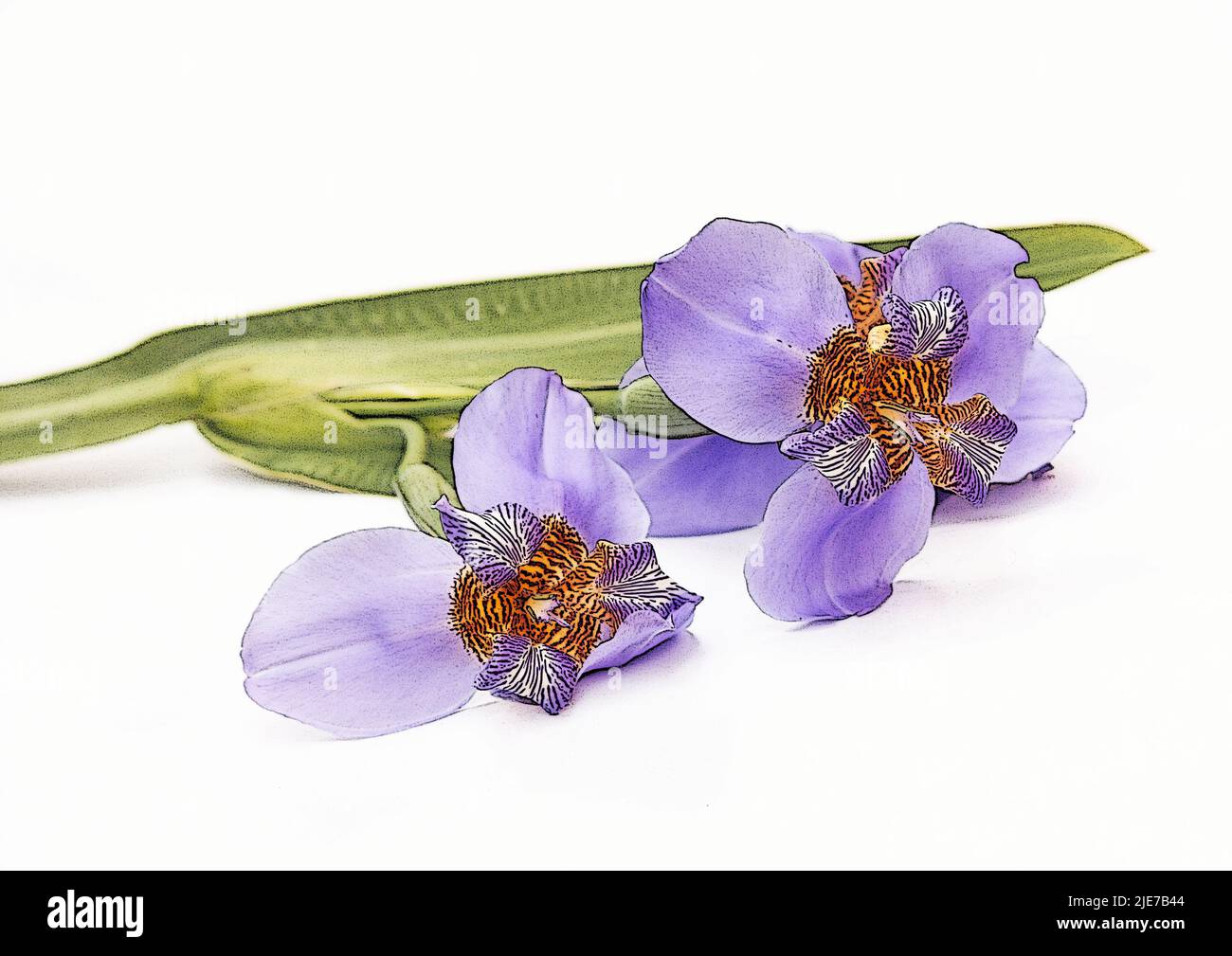 Iris germanica flowers on white background Stock Photo