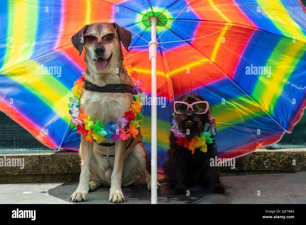 Big yellow dog and small black dog with sunglasses under umbrella on