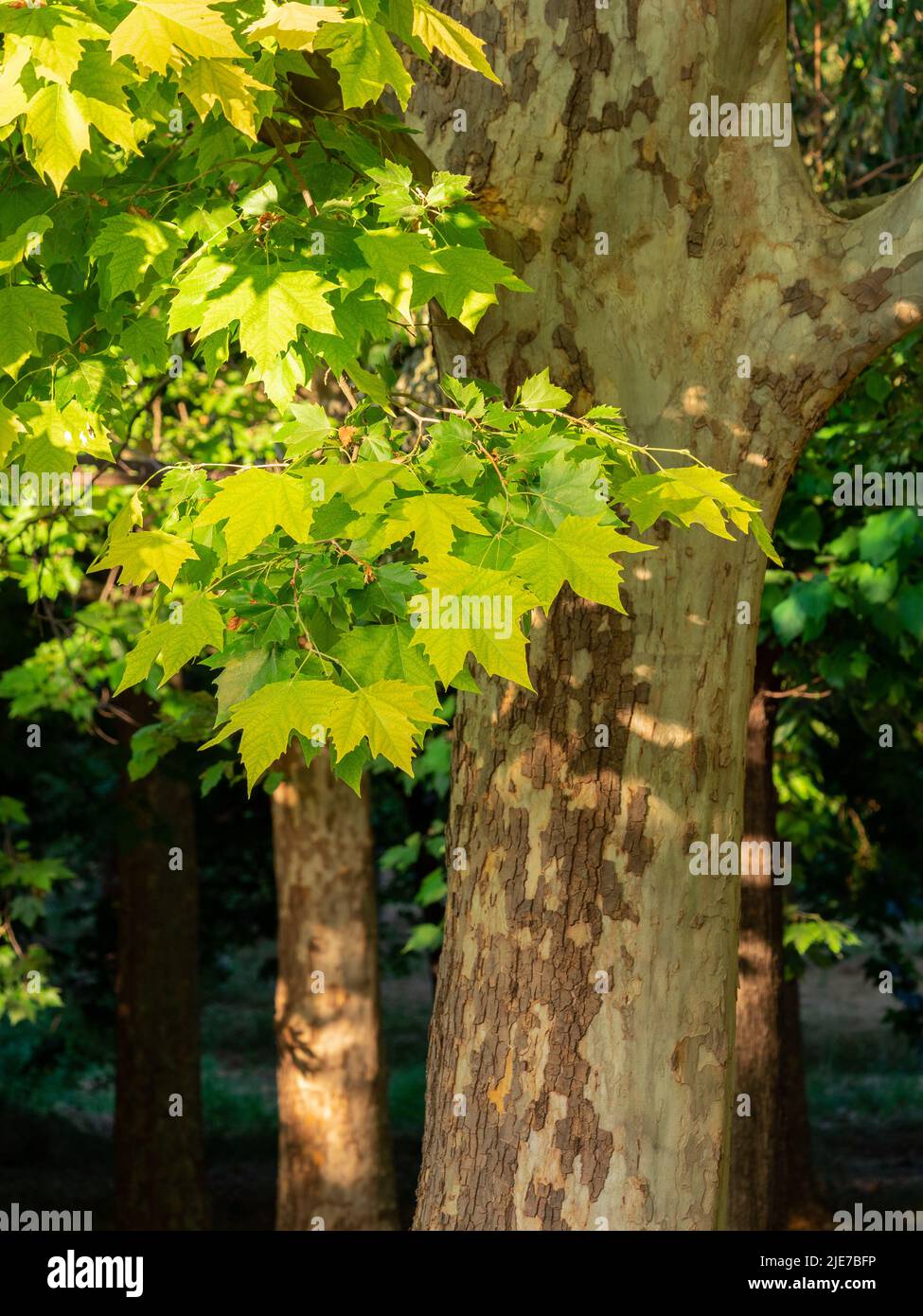 selective focus of platanus hispanica leafs in springtime with blurred background Stock Photo
