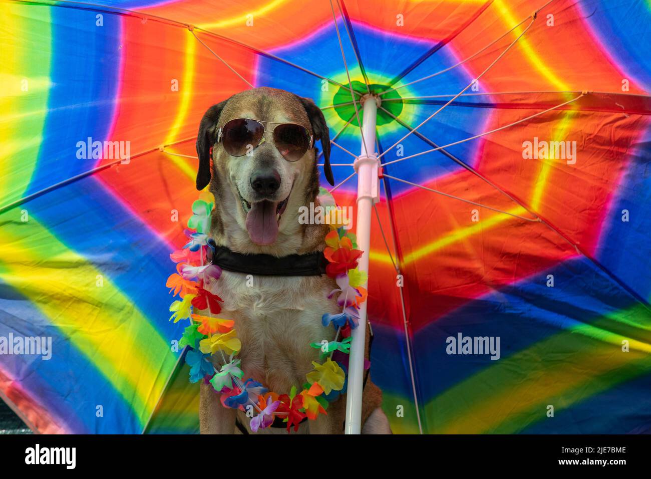 Big yellow dog and small black dog with sunglasses under umbrella on