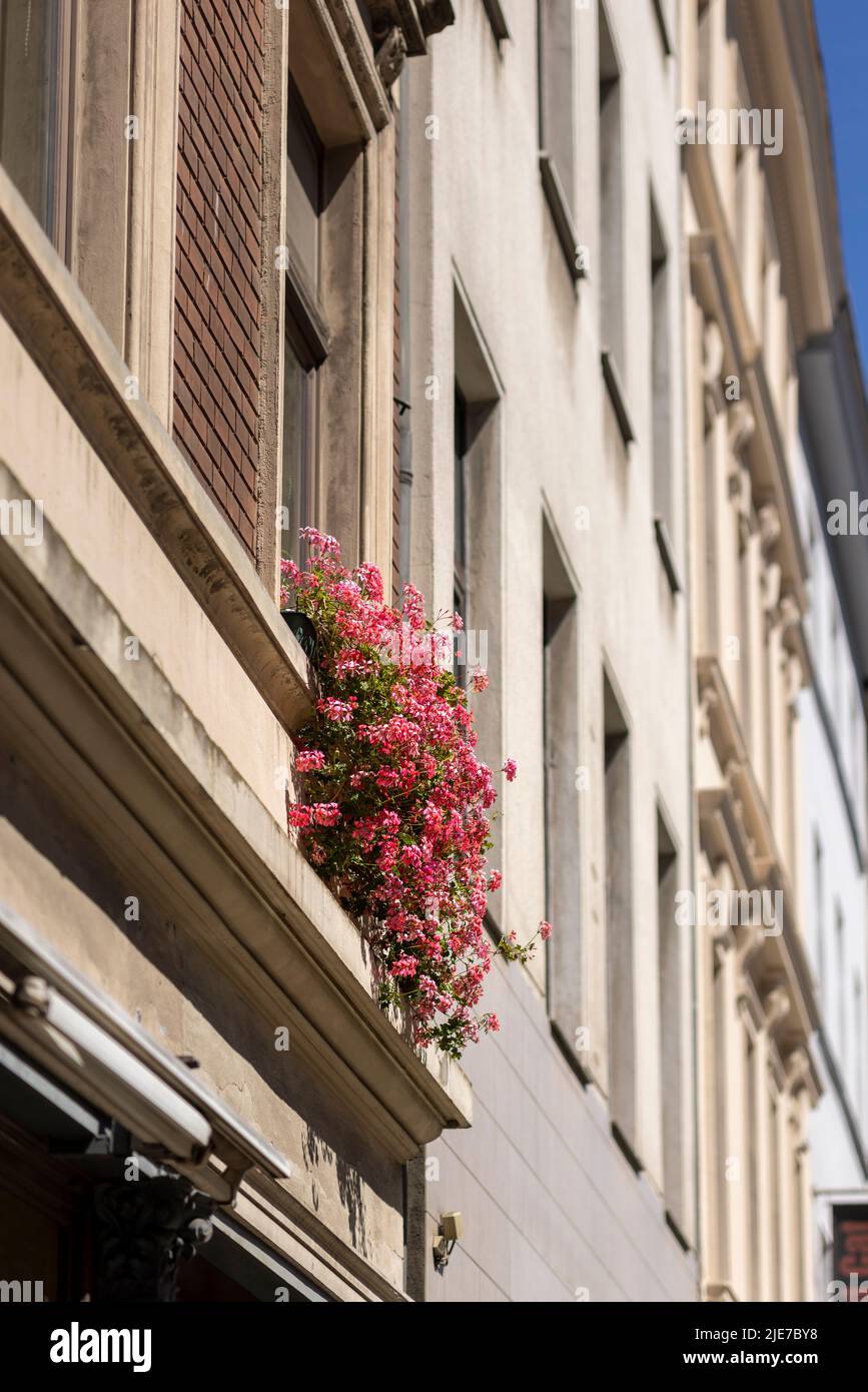 A group of Pelargoniums growing from a balcony in Cologne Stock Photo