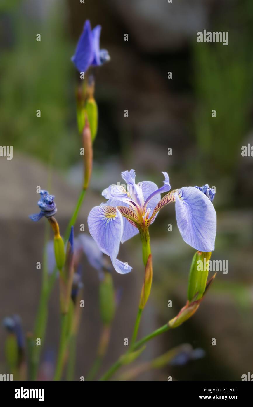 Wild Alaskan Iris in Bloom Stock Photo