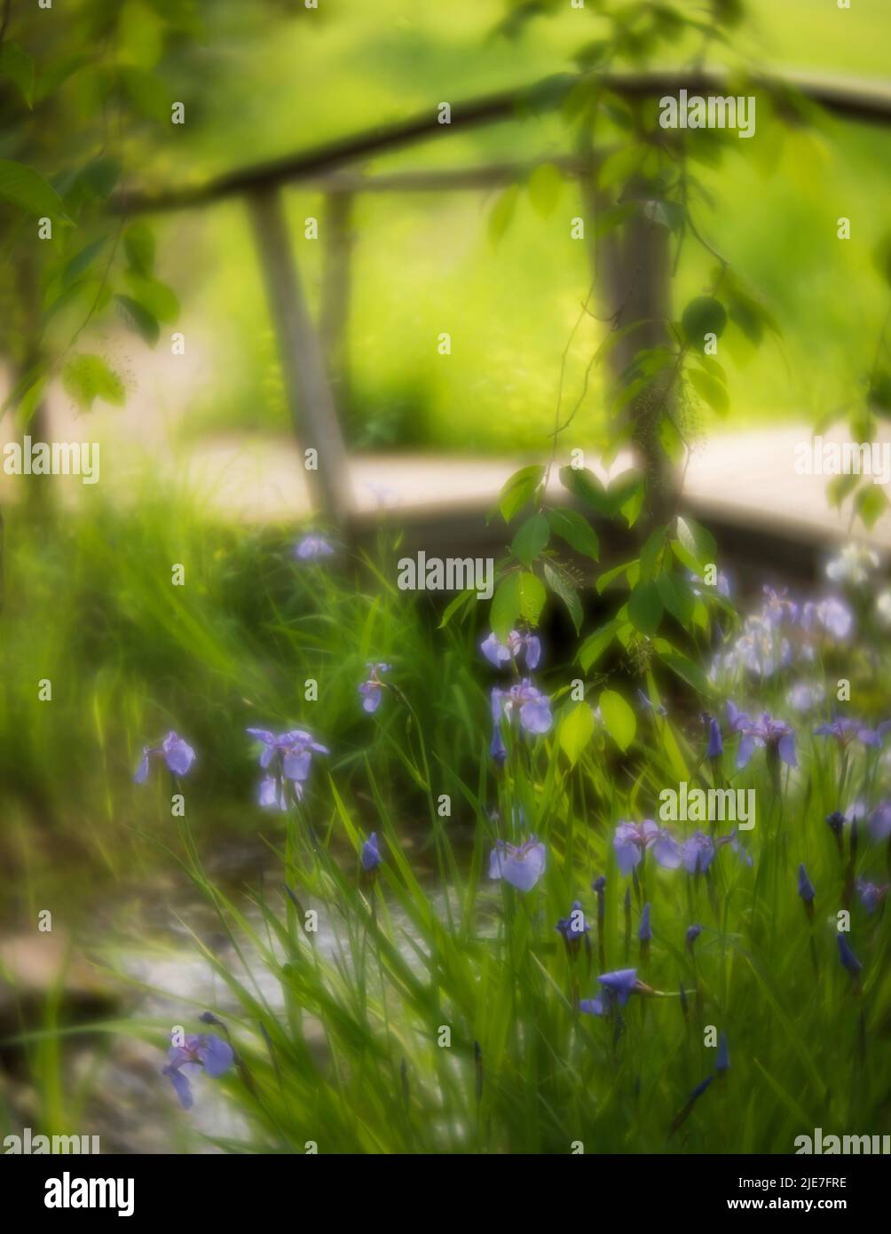 Dreamy Garden Bridge with Wild Alaskan Iris Stock Photo