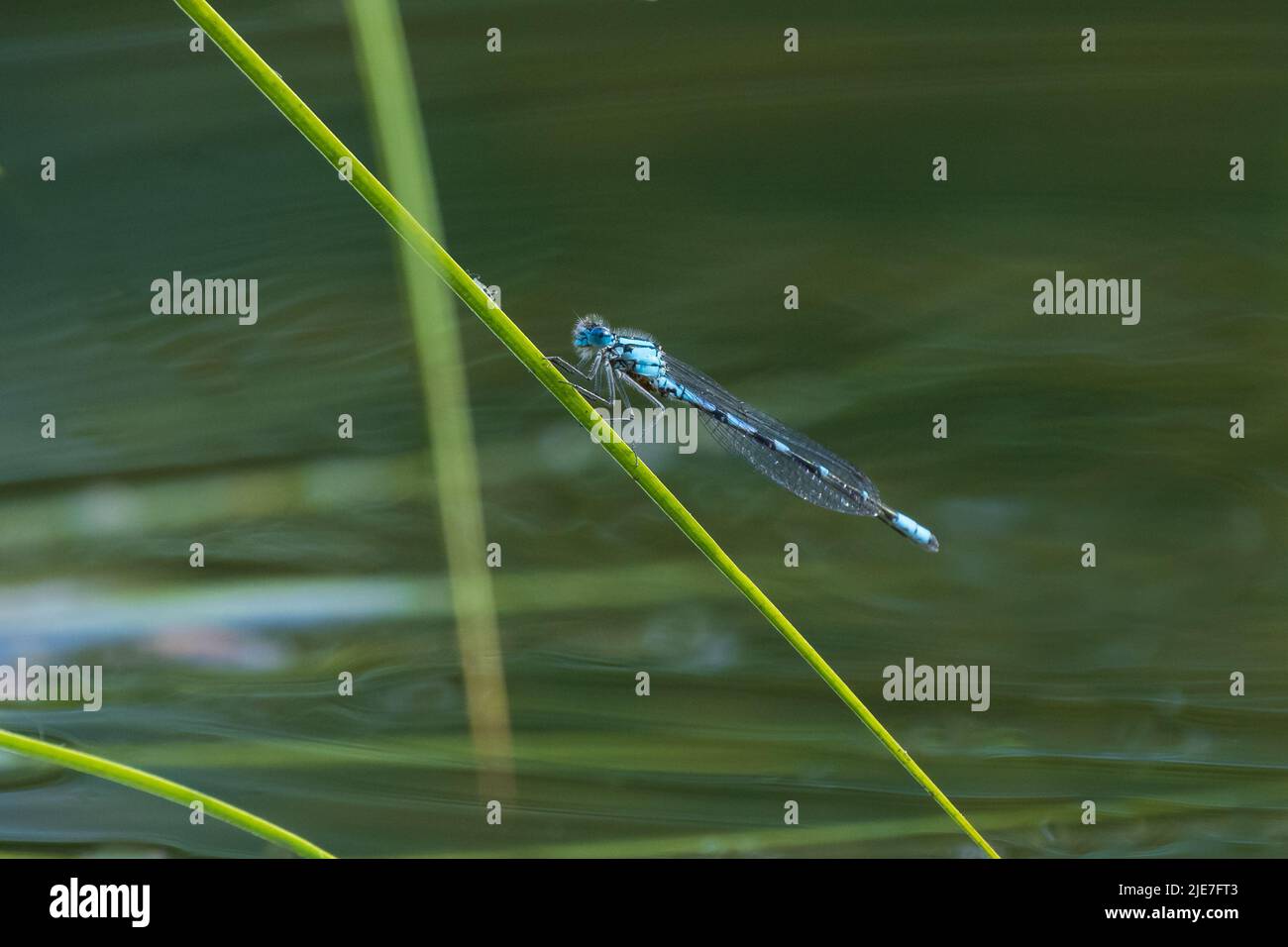 Damselfly at Rest on a Blade of Grass Stock Photo - Alamy
