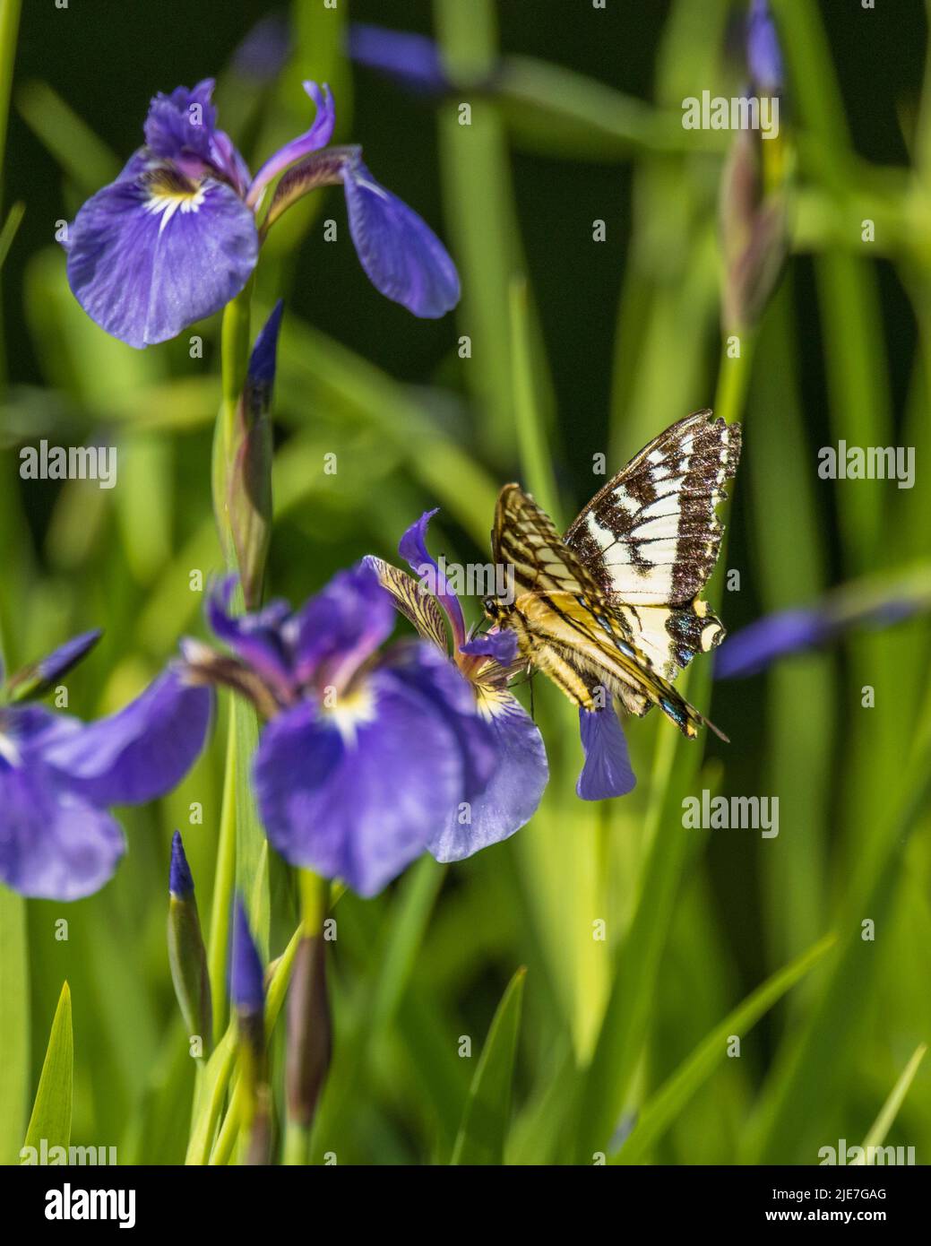 Wild Alaskan Iris and Swallowtail Butterfly Stock Photo