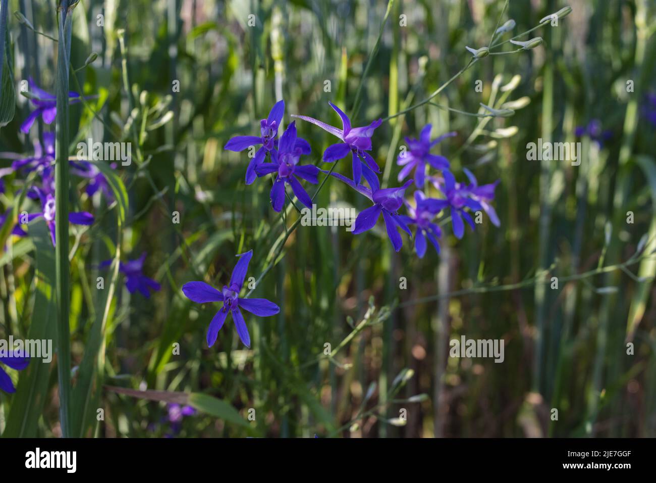 Forking larkspur, Consolida regalis or Wild Delphinium blue flowers, shallow depth of field Stock Photo