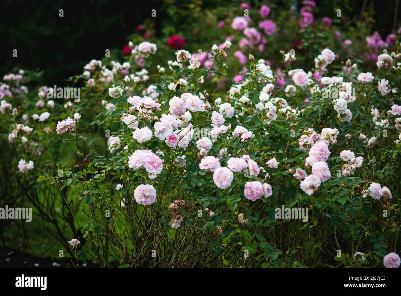Pink English Shrub Roses English roses garden rosarium floral hi-res stock photography and ...