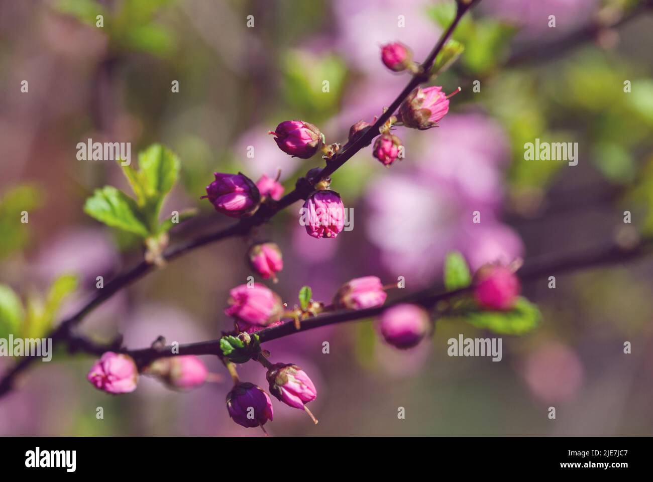 Chinese bush cherry, Chinese plum, Prunus glandulosa blossom, branch with flowerbuds Stock Photo