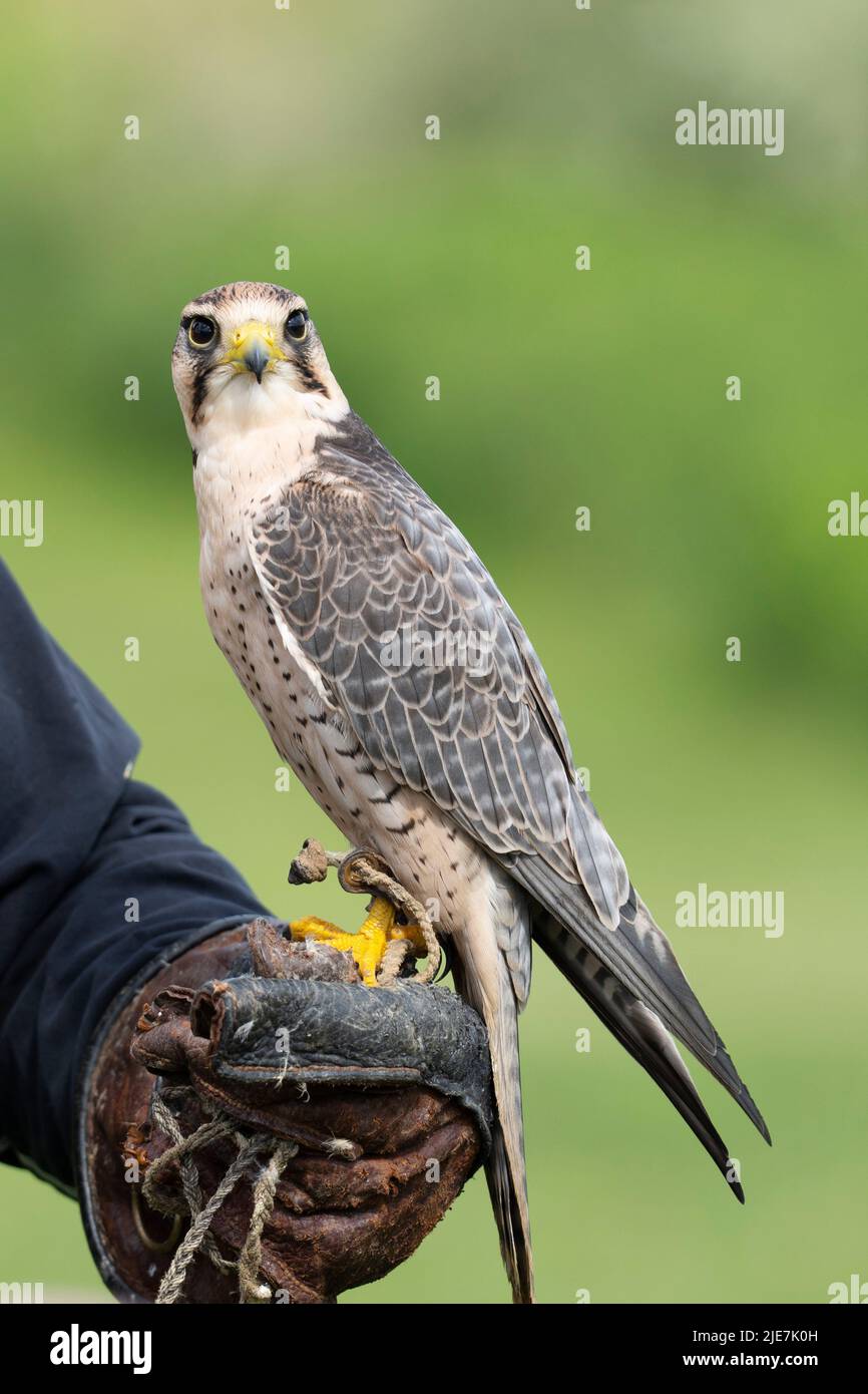 Lanner Falcon Bird (Falco biarmicus) Stock Photo