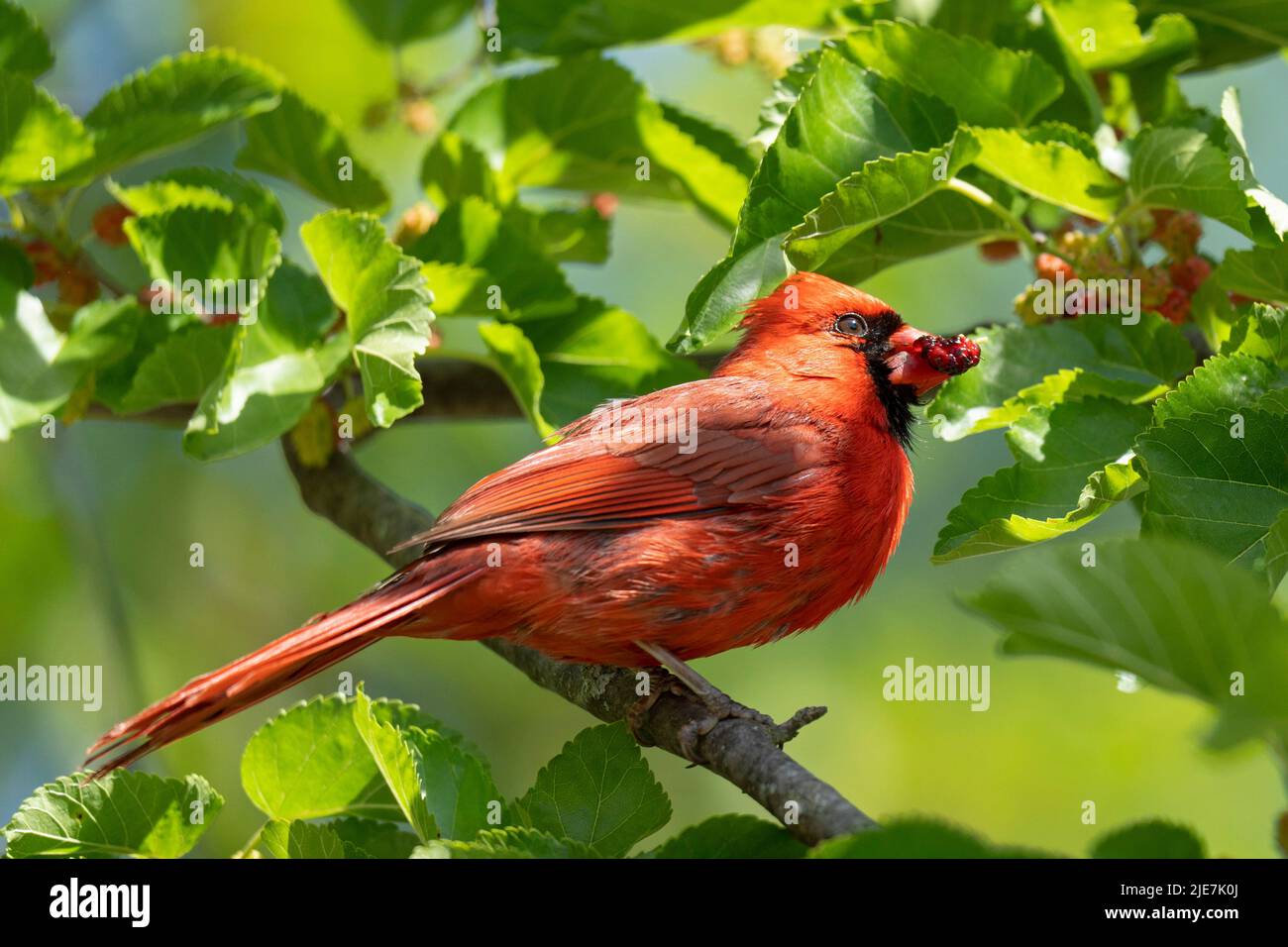 Northern Cardinal (Cardinalis cardinalis), Red Cardinal Stock Photo Alamy