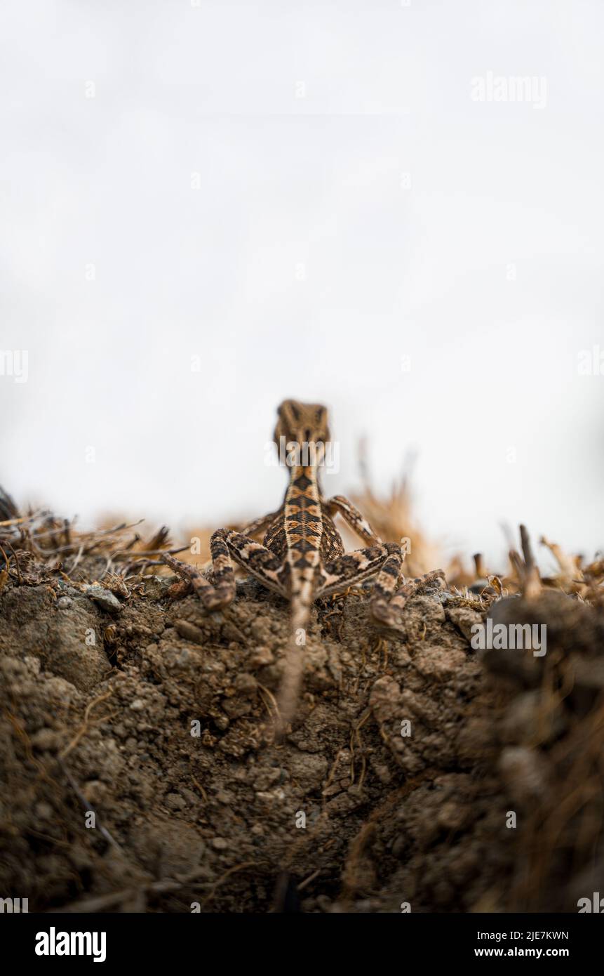 Female Sitana ( Fan-Throated lizard ). Stock Photo