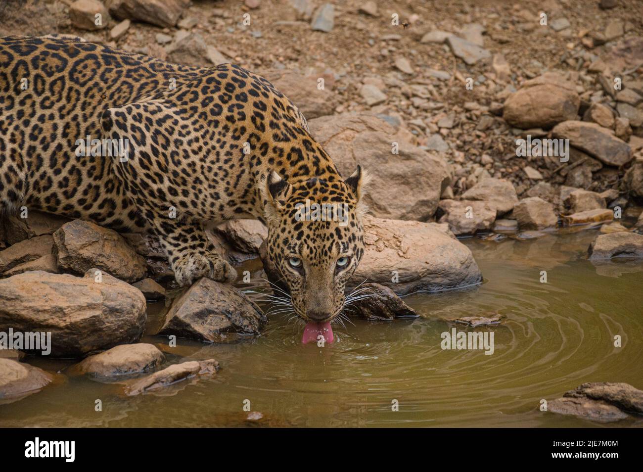Male Leopard Stock Photo