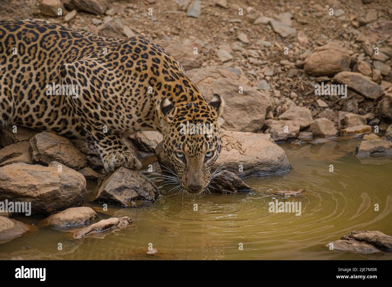 Male Leopard Stock Photo