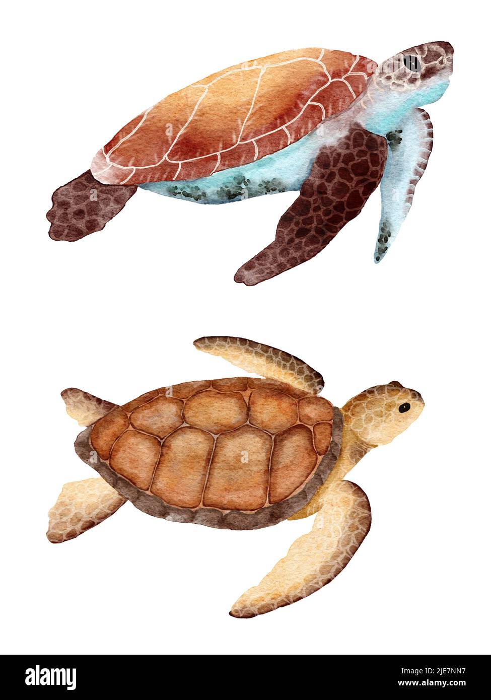 Watercolor sea turtle tortoise hand drawn illustration, ocean underwater marine nautical design, endangered species animal, pacific waters wildlife Stock Photo