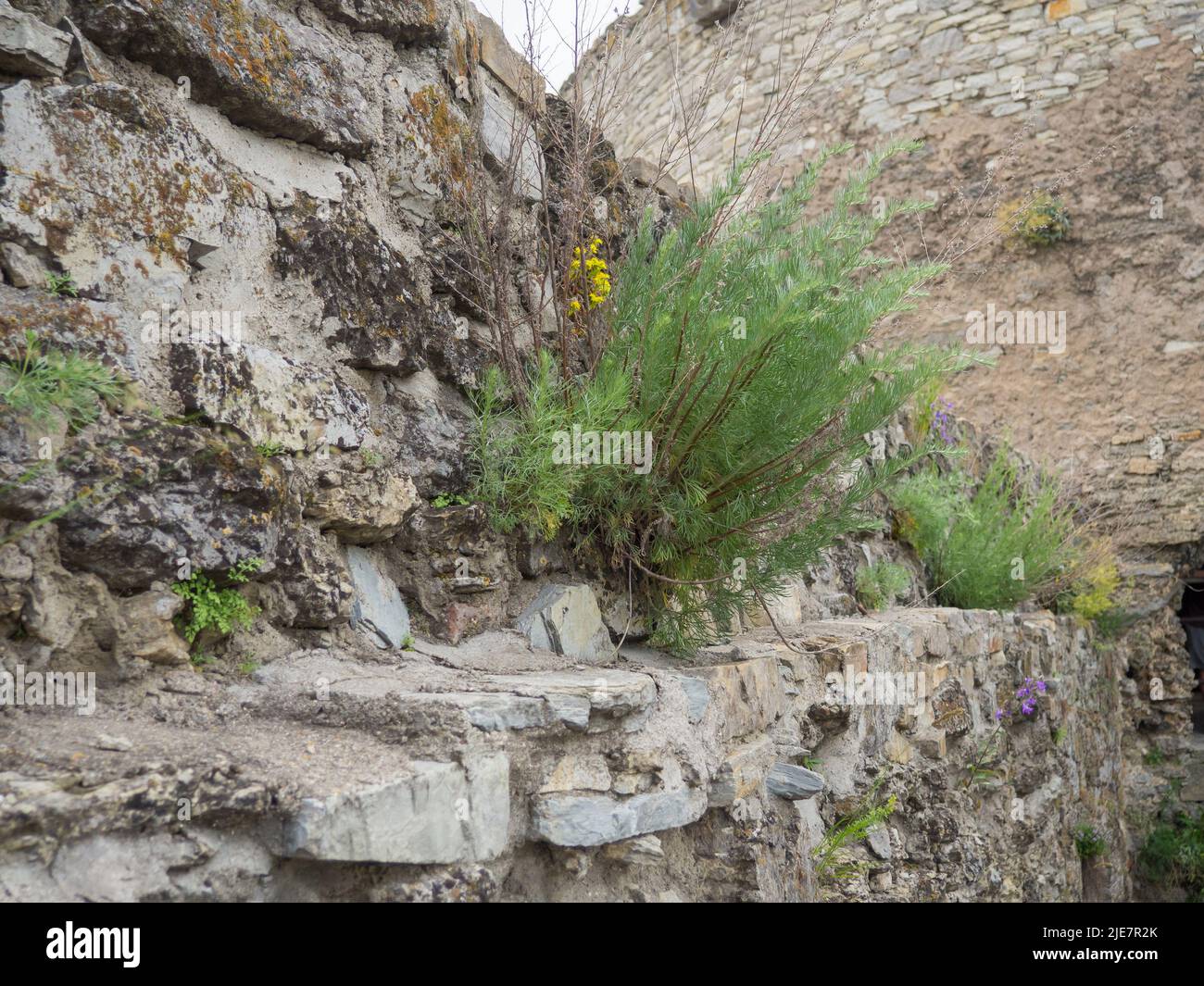 Close up view of stone wall overgrown by herbs and plants Stock Photo ...