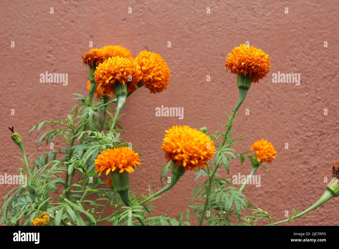 Das Flowers. Stock Photo